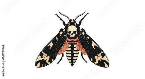 Death's head hawkmoth is illustrated with its characteristic skull pattern on the thorax and colorful wing details on white.