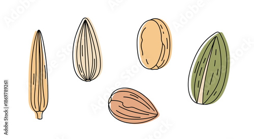 Collection of diverse seeds including cereal grains and legumes are shown in a stylized and colorful line art graphic illustration.