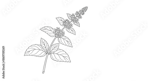 Fresh sprig of peppermint with small flowers and textured leaves is illustrated in a delicate and detailed botanical line drawing.