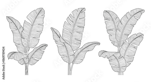 Three distinct sketches of banana plants with broad overlapping leaves showcase the lush growth and tropical appearance of the species.