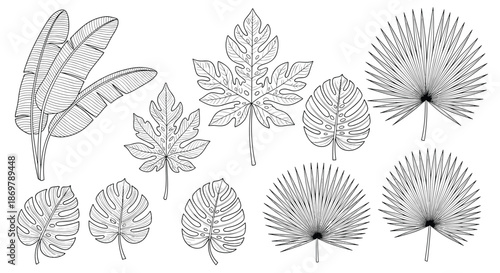 Selection of various tropical leaf sketches featuring popular species like monstera and palm fronds for an exotic jungle atmosphere.