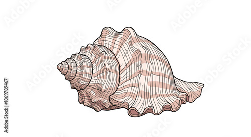 Intricate hand-drawn seashell illustration features a classic spiral shape with delicate pinkish stripes and a ruffled opening edge.