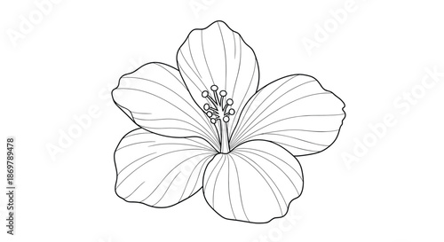 Top view of a simple hibiscus flower line drawing captures the beauty of its five petals and central stamen in a minimalist style.