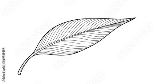 Detailed black and white line art illustration of a single pointed leaf with intricate vein patterns on a white background.