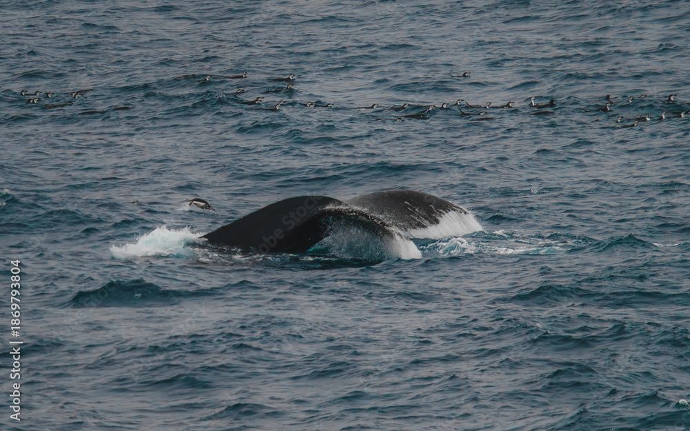 Fototapeta premium Incredible Humpback Whale Surrounded by Penguins in Antarctica. Wildlife Natural Habitat Whale Tail Splashing in Ocean. Epic Scene Animal Documentary