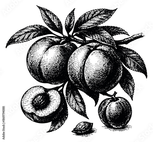 Engraved style botanical peach set featuring whole and sliced peaches on a branch with a pit for healthy food and natural product designs