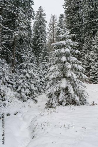 Winter im Schwarzwald