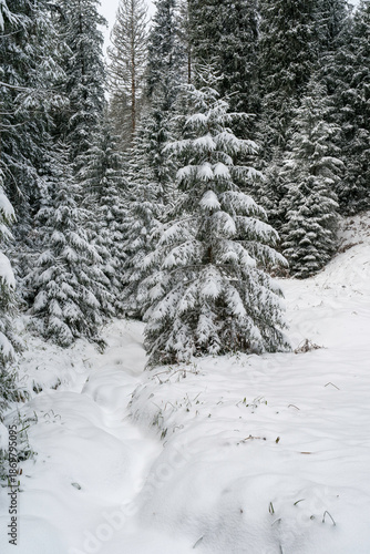 Winter im Schwarzwald