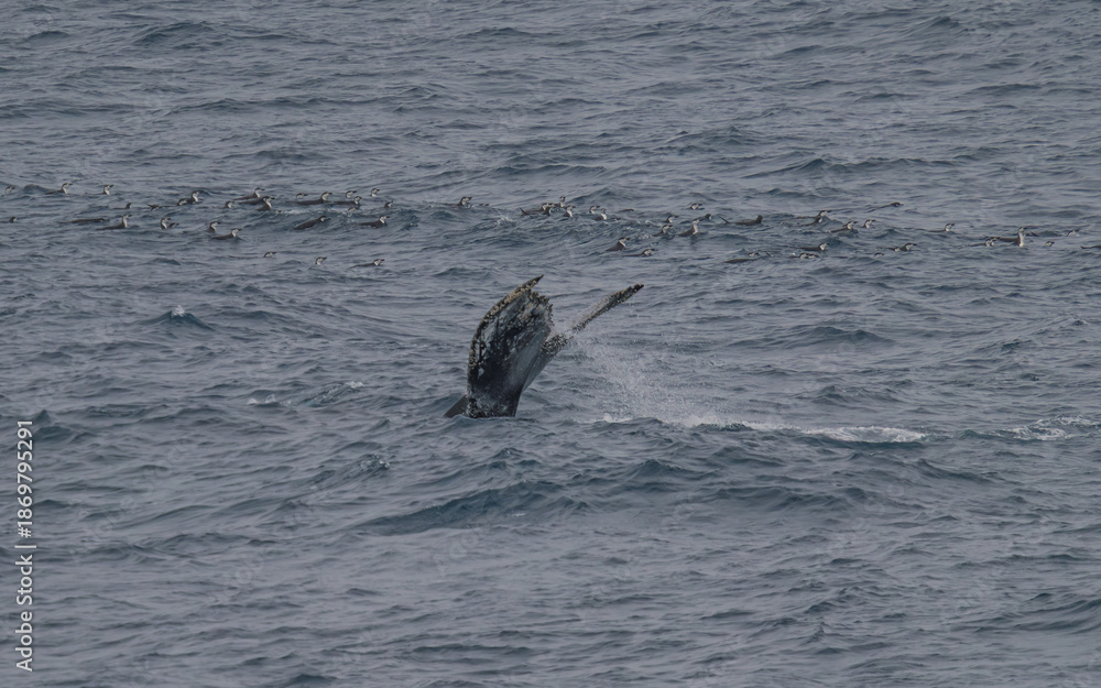 Fototapeta premium Incredible Humpback Whale Surrounded by Penguins in Antarctica Dives. Wildlife Natural Habitat Whale Tail in Ocean. Epic Scene Animal Documentary