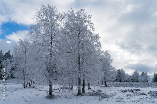 Winterliche Grindeflächen im Nationalpark Schwarzwald