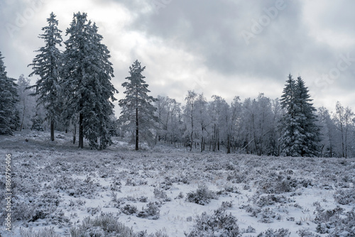 Winterliche Grindeflächen im Nationalpark Schwarzwald