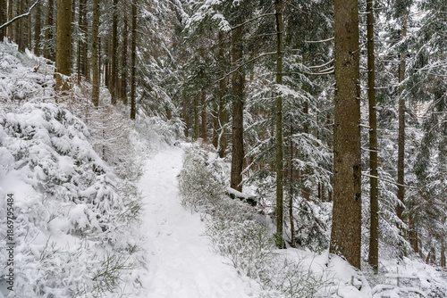 Winter im Schwarzwald