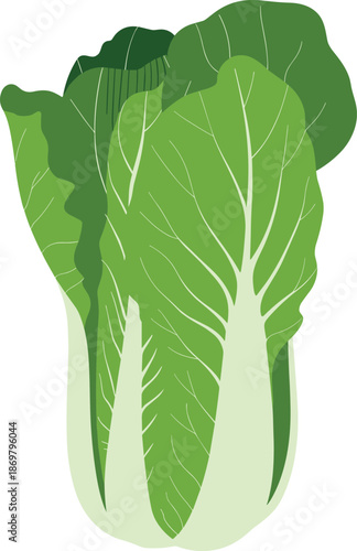 Fresh green napa cabbage illustration isolated on white background, organic leafy vegetable for healthy food, cooking, nutrition and agriculture concepts