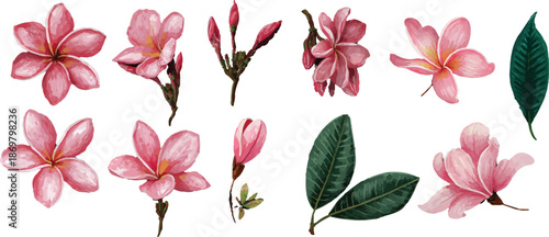 set of pink flowers