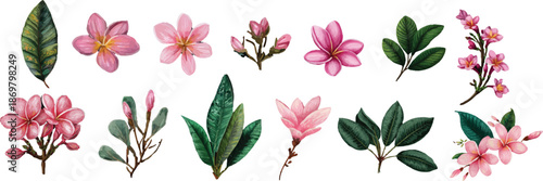 set of pink tulips vector