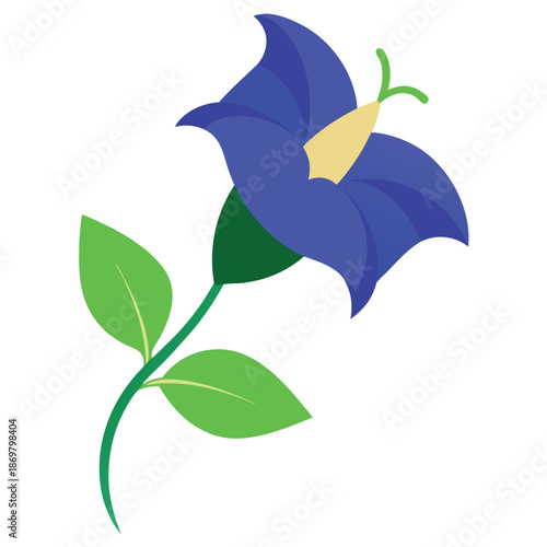 Butterfly pea vector on white background 