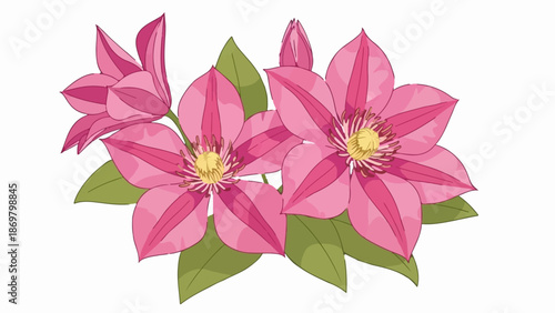 Two vibrant pink clematis flowers bloom with yellow centers, accompanied by leaves and a bud