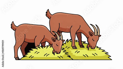 Two brown goats eating grass on a white background