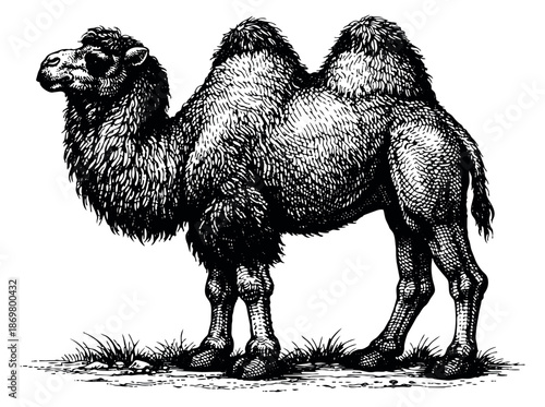Hand drawn line art illustration of camel depicting standing for wildlife and nature concepts
