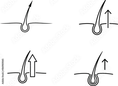 Visualizing Hair Follicle Processes Growth, Treatment, and Movement Stages