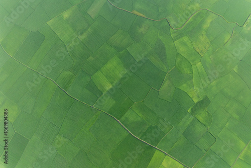 Aerial view of the verdant patchwork of paddy fields, a symphony of greens intersected by winding paths, Dhaka Division, Bangladesh.