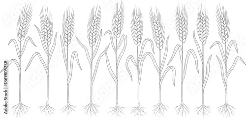 Wheat Stalk and Grain Vector Illustration Featuring Row of Outlined Cereal Crops With Roots for Bakery Agriculture and Harvest Season Design