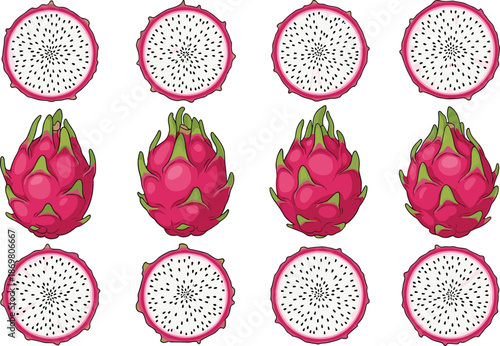 Fresh dragon fruit set with pitaya slices and whole fruits, tropical organic food collection, cad drawing flat vector illustration, isolated