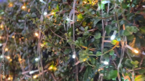 Close view video of leafy green plants covered with warm glowing string lights at night creating cozy festive outdoor mood