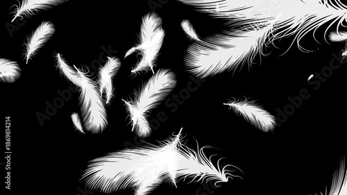 Isolated Gently White Feathers Explosion. Abstract Animation With Black Background. 30fps