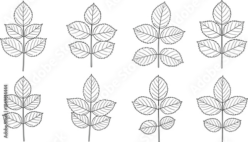 Hand drawn leaves and broccoli vegetable set, organic nature sketch collection, botanical garden icons, cad drawing flat vector illustration, isolated