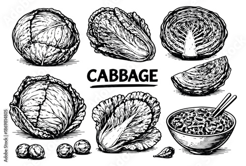 Hand drawn line art vegetable set featuring various types of cabbage including napa and brussels sprouts, and a bowl of asian noodles for cooking and healthy food concepts