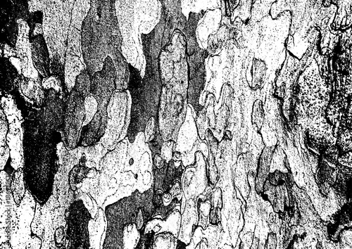 Large vector tree bark texture with a transparent background