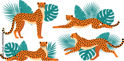 Set of cheetah poses with tropical leaves in flat vector style for nature, wildlife, and jungle designs