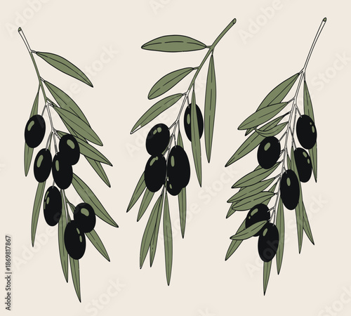 Illustration of three olive branches with dark ripe olives and green leaves