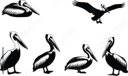 Pelican silhouette vector, bird pose illustration, flying and standing pelican design, wildlife graphic art, cad drawing flat vector illustration