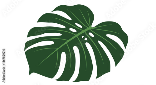 Single large dark green Monstera deliciosa leaf with characteristic holes and slits isolated on a white background.