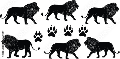 Set of black male lion silhouettes walking and stalking with paw prints, vector illustration isolated on white background, wild animal predator collection.