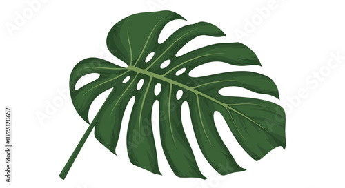 Detailed monstera deliciosa leaf illustration featuring realistic textures and iconic holes, isolated on a plain white background.