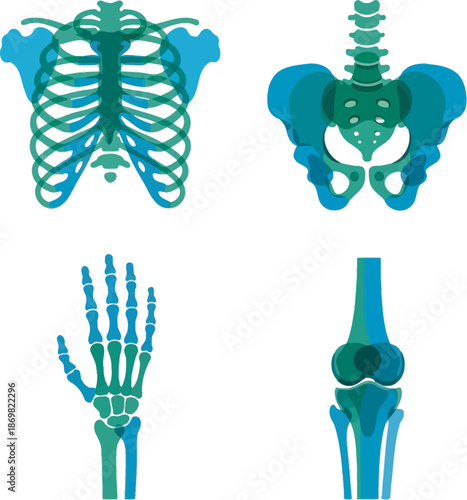 Detailed orthopedic X-ray icon set featuring human skeletal structures: rib cage, pelvis, hand bones, and knee joint. High-quality teal blue vector graphics perfect for radiology and medical content.