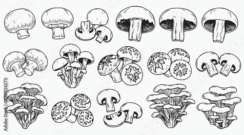 Mushroom Variety and Fungi Species Line Art Collection