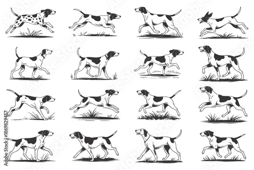 Collection of pointer dog illustrations in various running and walking poses