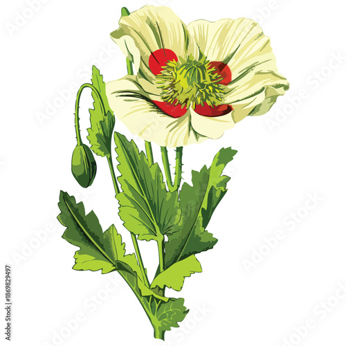 Botanical Poppy Flower Illustration with Yellow Petals and Red Center