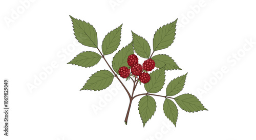 A botanical illustration of a small branch with several ripe red raspberries and detailed green leaves isolated on a background.