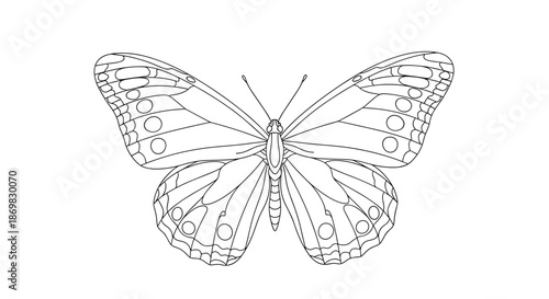 Symmetrical butterfly with large patterned wings ready for coloring providing a relaxing and creative activity for kids and adults.