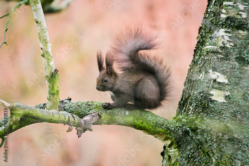A meditative squirrel on a broken branch. The Eurasian red squirrel (Sciurus vulgaris) in wintertime. Season: Winter 2020