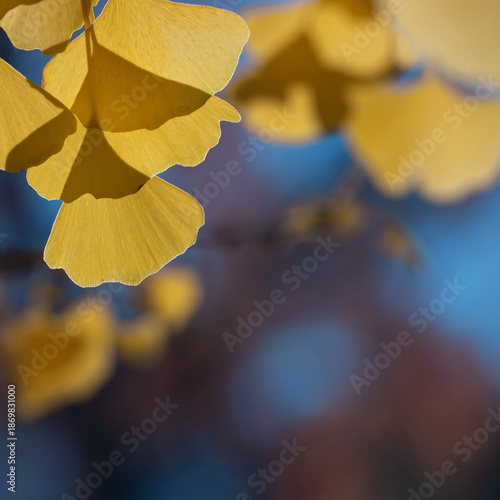 Golden Ginkgo Leaf Dangles Across Blue Backdrop, Autumn Mood, Natural Beauty
