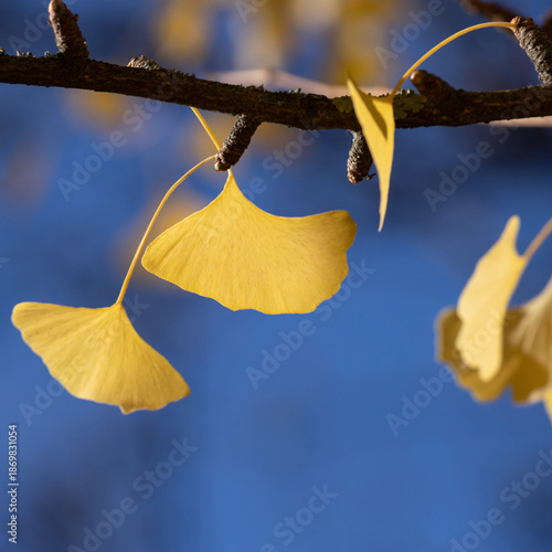 Golden ginkgo leaves on a dark branch stand out against a soft blue backgroun...