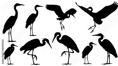 Various birds in different poses depicted in a vector illustration