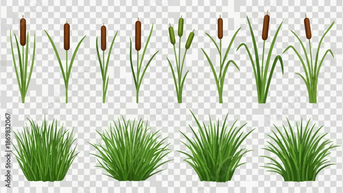 Illustration of various aquatic plants and cattails in different growth stages