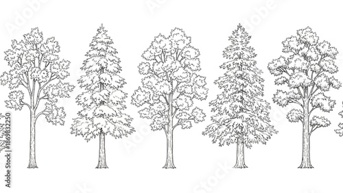 Illustration of Various Tree Species in a Neutral Background